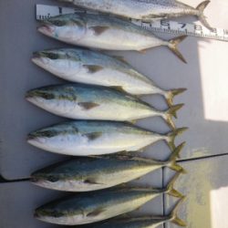 磯部釣船 直栄丸 釣果