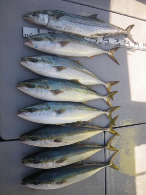 磯部釣船 直栄丸 釣果