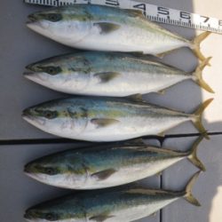 磯部釣船 直栄丸 釣果