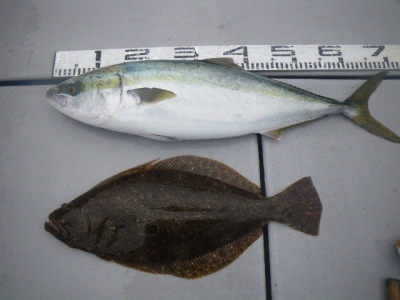 磯部釣船 直栄丸 釣果