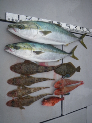 磯部釣船 直栄丸 釣果