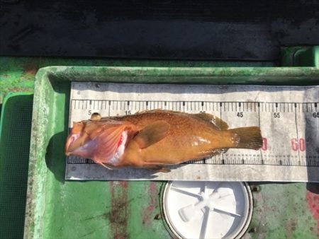 海宝丸 島根 釣果