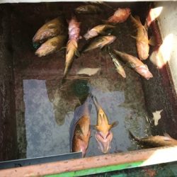 海宝丸 島根 釣果