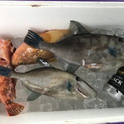 海宝丸 島根 釣果