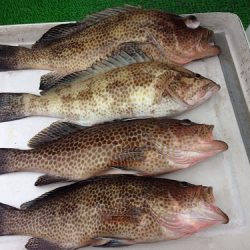 フィッシングボート空風(そらかぜ) 釣果