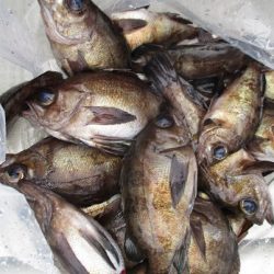 海人丸（うみんちゅまる） 釣果