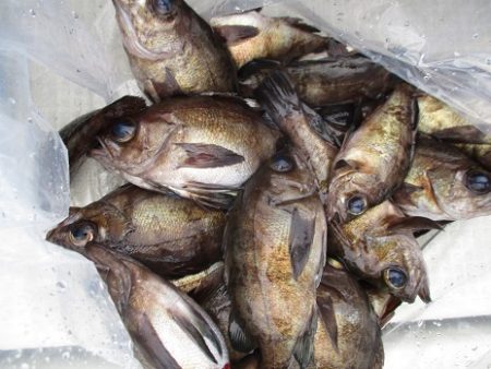 海人丸（うみんちゅまる） 釣果