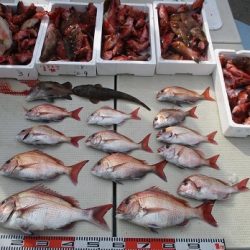 海人丸（うみんちゅまる） 釣果