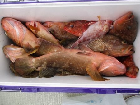 海人丸（うみんちゅまる） 釣果