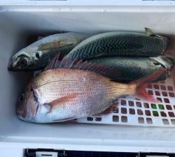 さぶろう丸 釣果