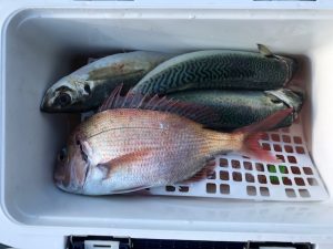 さぶろう丸 釣果