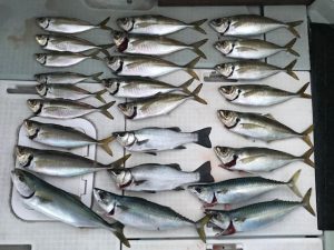 さぶろう丸 釣果