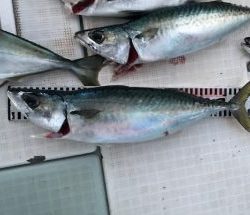 さぶろう丸 釣果