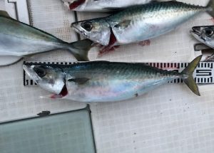 さぶろう丸 釣果