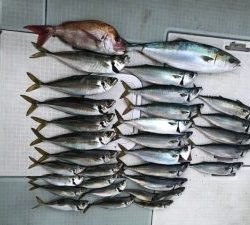 さぶろう丸 釣果
