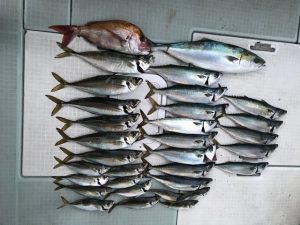 さぶろう丸 釣果