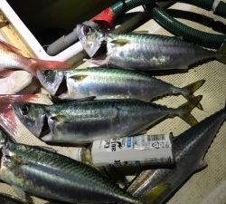 さぶろう丸 釣果