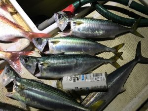 さぶろう丸 釣果