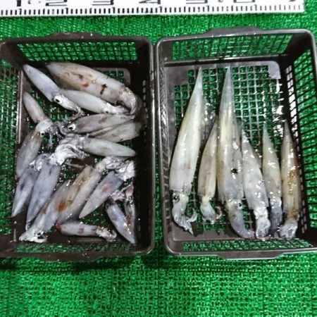 シードリーム 釣果