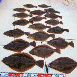 フィッシングガイド とちぎ 釣果