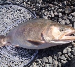 朝霞ガーデン 釣果