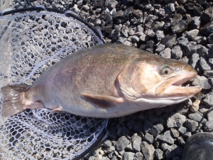 朝霞ガーデン 釣果