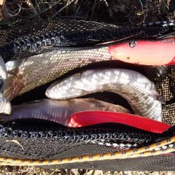 志高湖フィッシング 釣果