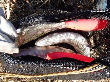 志高湖フィッシング 釣果