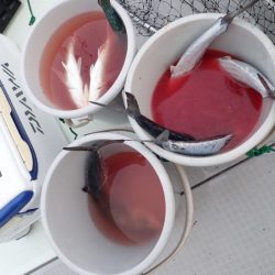 Aquanaut(アクアノート) 釣果