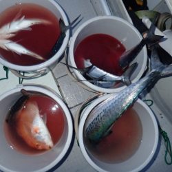 Aquanaut(アクアノート) 釣果