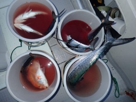 Aquanaut(アクアノート) 釣果