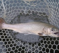 朝霞ガーデン 釣果