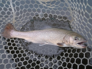 朝霞ガーデン 釣果