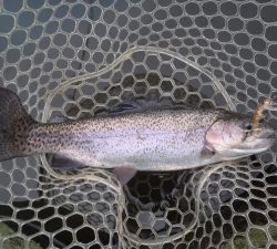 朝霞ガーデン 釣果