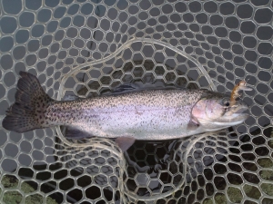 朝霞ガーデン 釣果