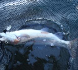 朝霞ガーデン 釣果