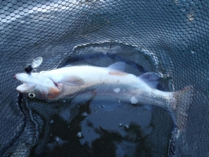 朝霞ガーデン 釣果