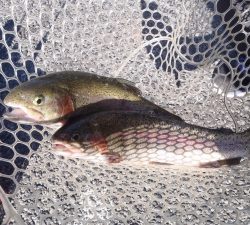 朝霞ガーデン 釣果