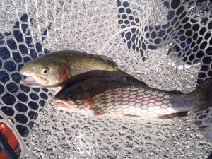 朝霞ガーデン 釣果