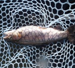 朝霞ガーデン 釣果