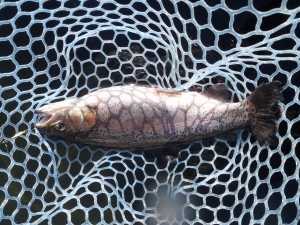 朝霞ガーデン 釣果