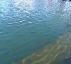 朝霞ガーデン 釣果