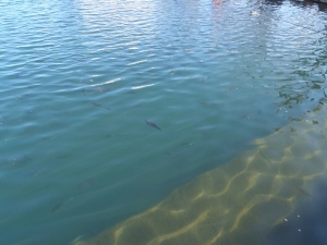 朝霞ガーデン 釣果