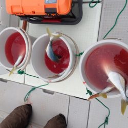 Aquanaut(アクアノート) 釣果