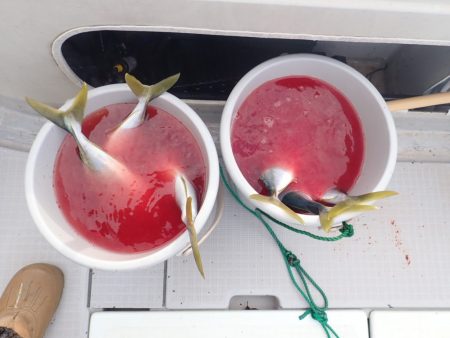 Aquanaut(アクアノート) 釣果