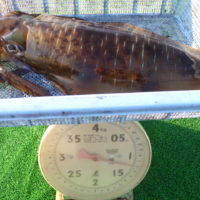 久勝丸 釣果