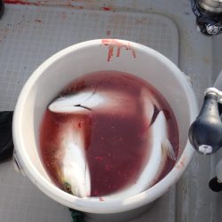 Aquanaut（アクアノート） 釣果