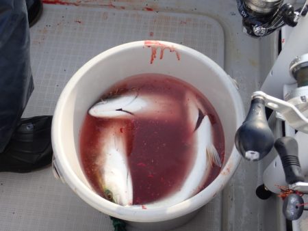 Aquanaut（アクアノート） 釣果