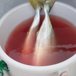 Aquanaut（アクアノート） 釣果