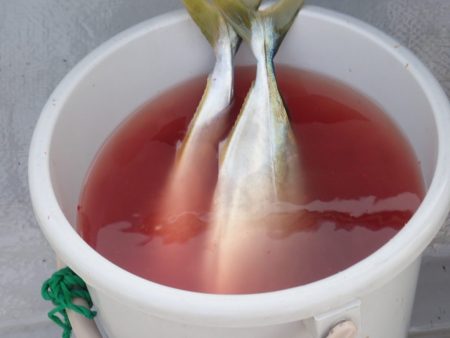 Aquanaut（アクアノート） 釣果